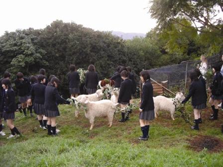High school English class feeding goats