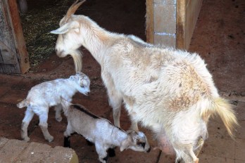 Young goat kids born at farm