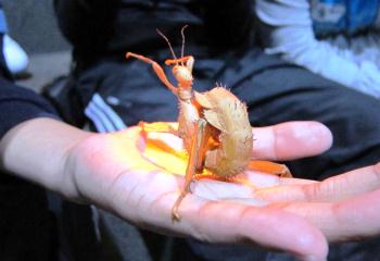 High School Preparation Class studying insects