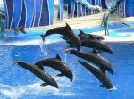 SeaWorld dolphins