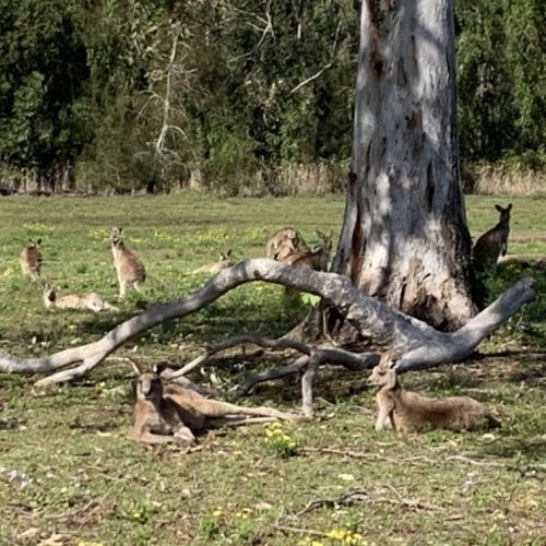 Kangaroos roaming fee at Coombabah